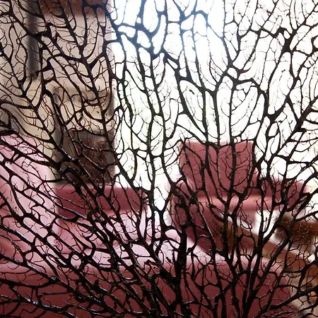 Pensionat Carolina 4*