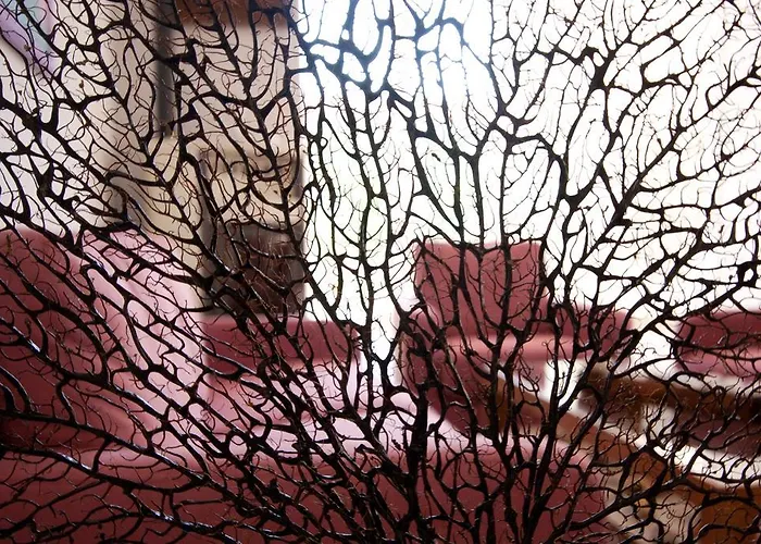 招待所 卡罗莱纳州套房别墅旅馆 4*